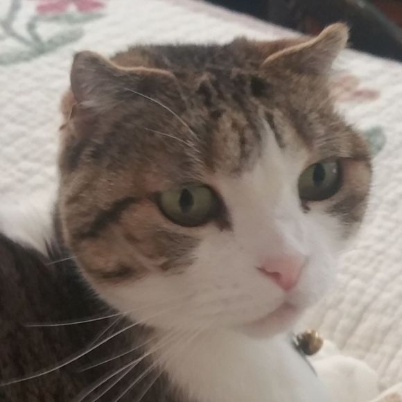 Meet your Posher, Sherry - Picture 1 of 1